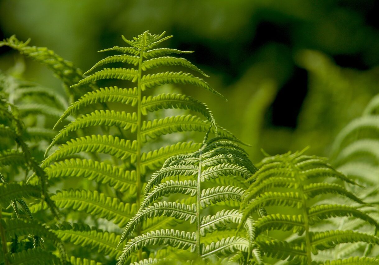 ferns-3378058_1280